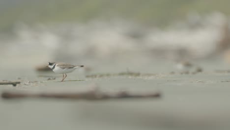 Halbpalmenregenpfeifer,-Der-Auf-Strandsand-Läuft