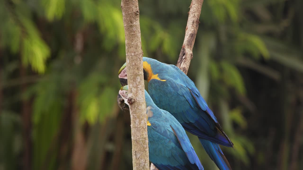 Blue-and-yellow macaw pair engaged in romance on the tree top in lush Peruvian rainforest, morning scene, closeup.