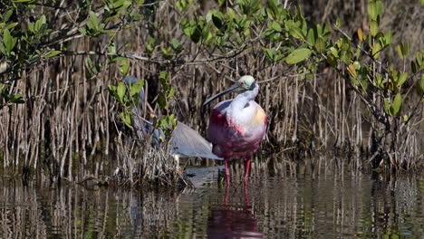 Roseate-spoonbill-preening-feathers-and-shaking-water-from-beak,-at-Merrit-Island,-Florida