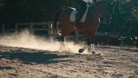 horse and female rider walk and trot in slow motion in a sand arena