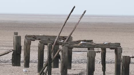 Nistende-Vögel-Lachmöwen-Alter-Holzsteg-The-Wash-Norfolk-Großbritannien