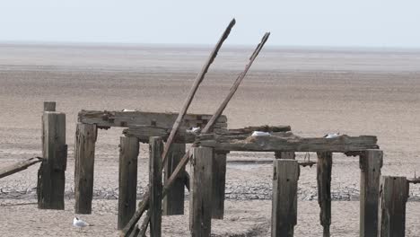 anidación de aves gaviotas de cabeza negra antiguo embarcadero de madera el lavado norfolk uk