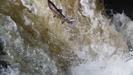 Beautiful-wild-atlantic-salmon-jumping-out-of-the-water-on-a-river-in-Perthshire,-Scotland--Static-shot,-slow-motion