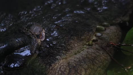 Lächelnd-Im-Wasser,-Während-Sein-Auge-Die-Welt-Um-Sich-Herum-Beobachtet,-Bereit-Zum-Angriff,-Mündungskrokodil-Oder-Salzwasserkrokodil-Crocodylus-Porosus,-Philippinen