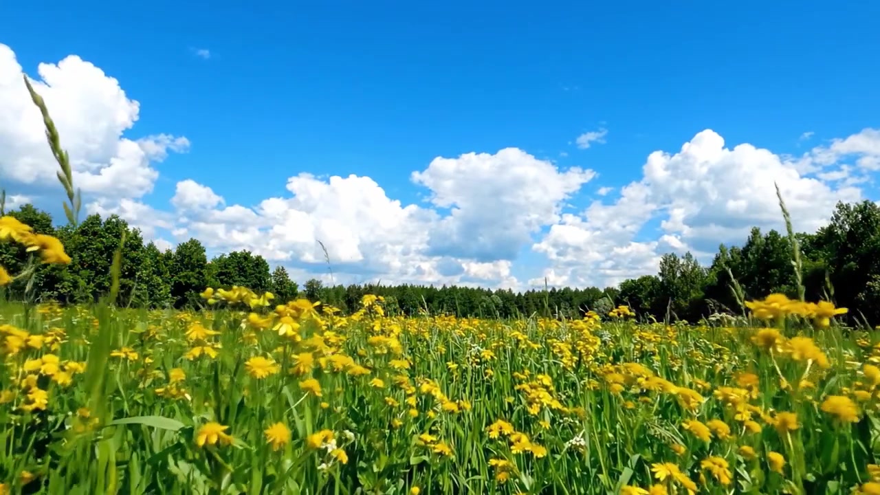 Un vibrante paesaggio di fiori selvatici sotto un cielo azzurro brillante con soffici nuvole bianche, che mostra la bellezza e la tranquillità della natura in piena fioritura