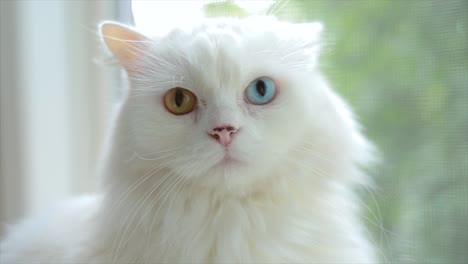 un gato doméstico con heterocromía completa. un gato blanco con ojos de diferentes colores está sentado junto a la ventana.