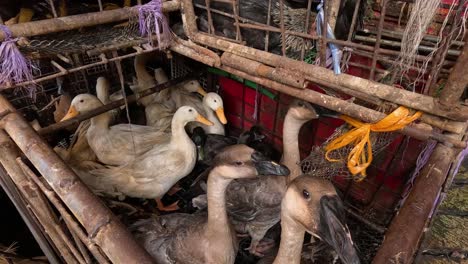 several ducks confined in a small cage