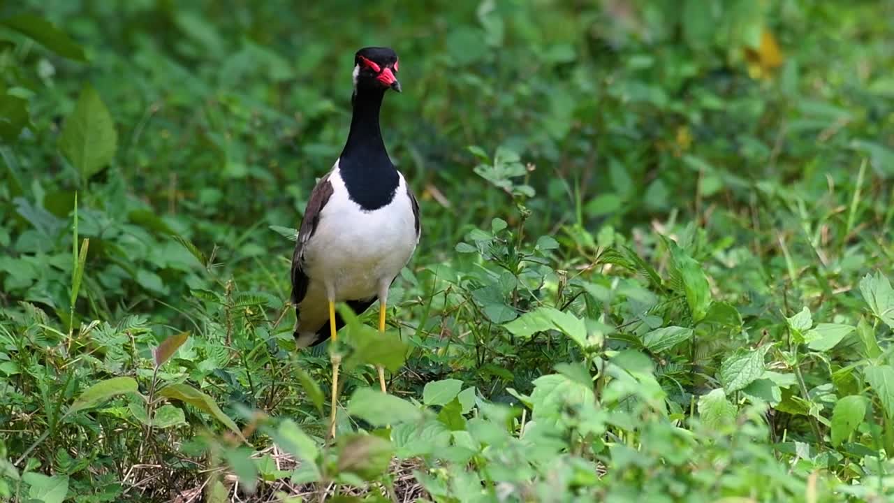 el avefría de barbas rojas es una de las aves más comunes de tailandia