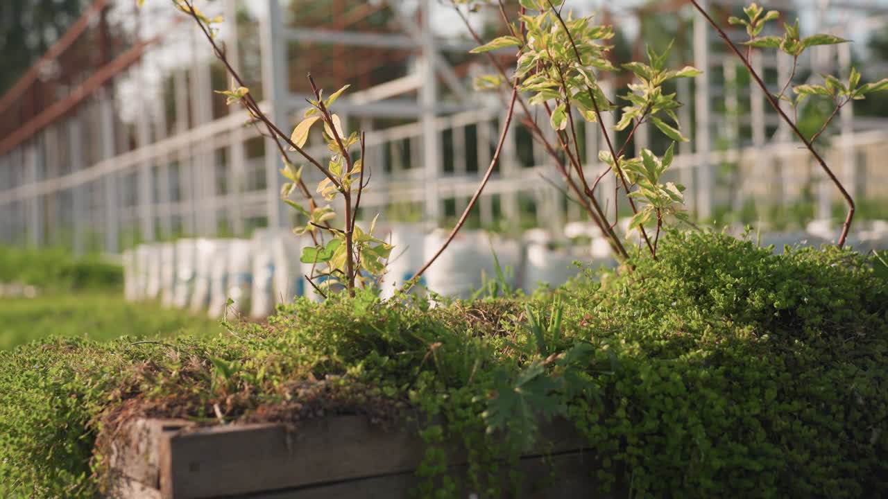 wooden planter box overflowing with green groundcover and young shoots in garden setting with blurred construction frame and soil bags in background warm sunlight