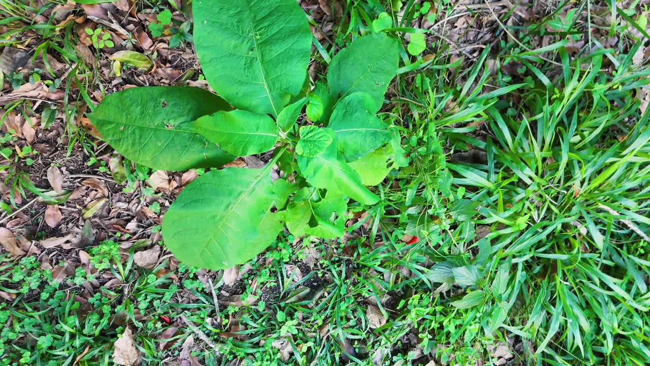 Aerial footage captures vibrant green plants and grass in a natural setting, highlighting diverse foliage and textures