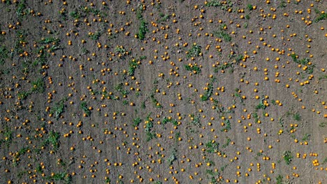 Overhead-View-Of-A-Rural-Farm-With-Pumpkin-Fields-Ready-For-Harvest