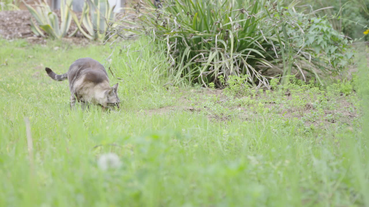 Beautiful grey striped stripes cat walking in grass slow motion 4K
