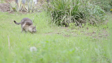 beautiful grey striped stripes cat walking in grass slow motion 4k