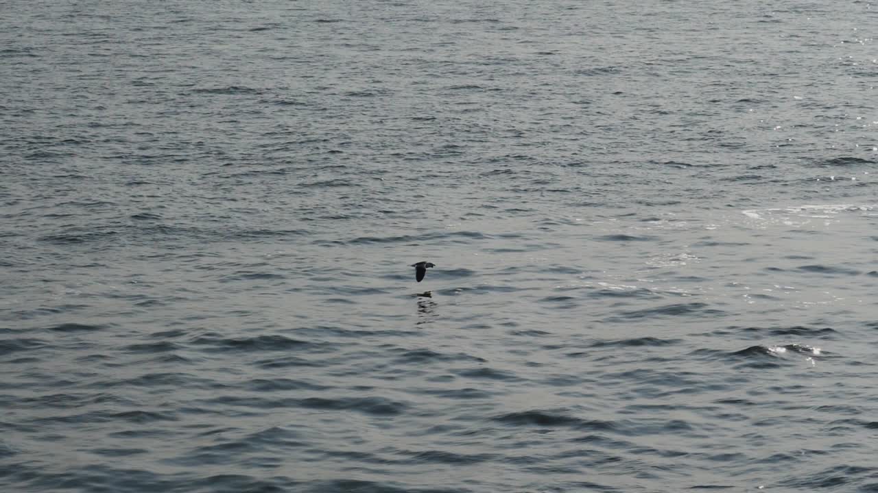 태양의 반사와 함께 바다 위를 아주 낮게 날아다니는 단 하나의 바다표범