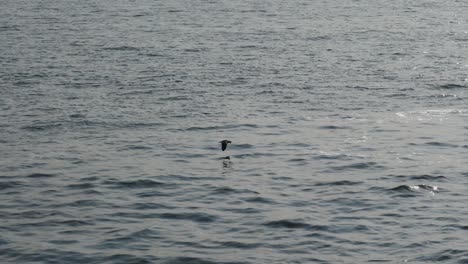 single seagull flying really low over the sea with reflection of the sun