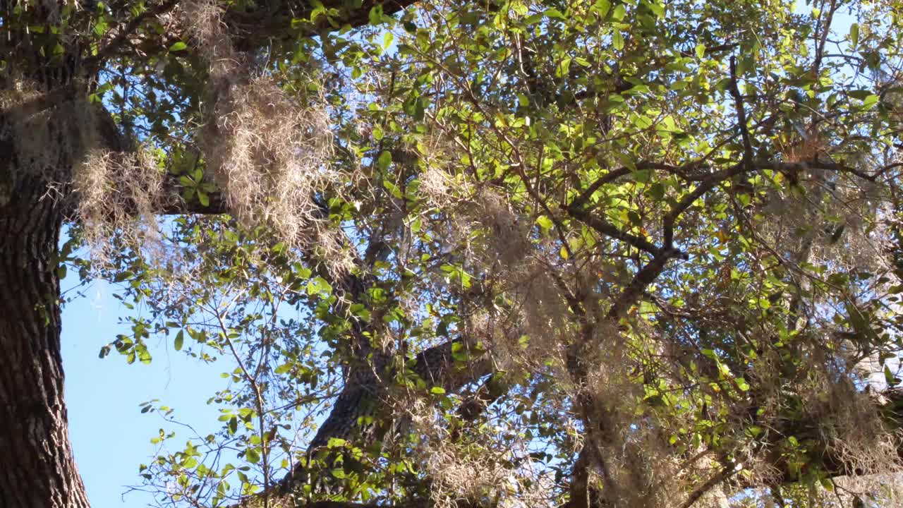 Spanish Moss Hanging from Tree and Blowing in the Wind