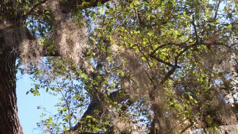 spanish moss hanging from tree and blowing in the wind