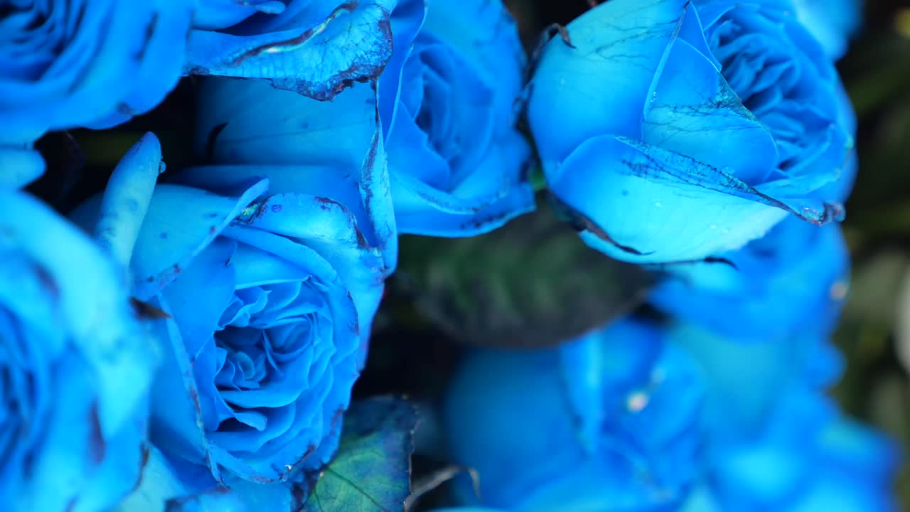 Close-up of a bouquet of vibrant blue roses