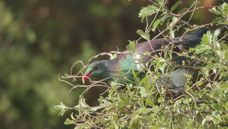 Paloma-Torcaz-Kereru-Comiendo-Hojas-Y-Flores-De-árboles-En-La-Playa-De-Neils-En-La-Costa-Oeste,-Nueva-Zelanda