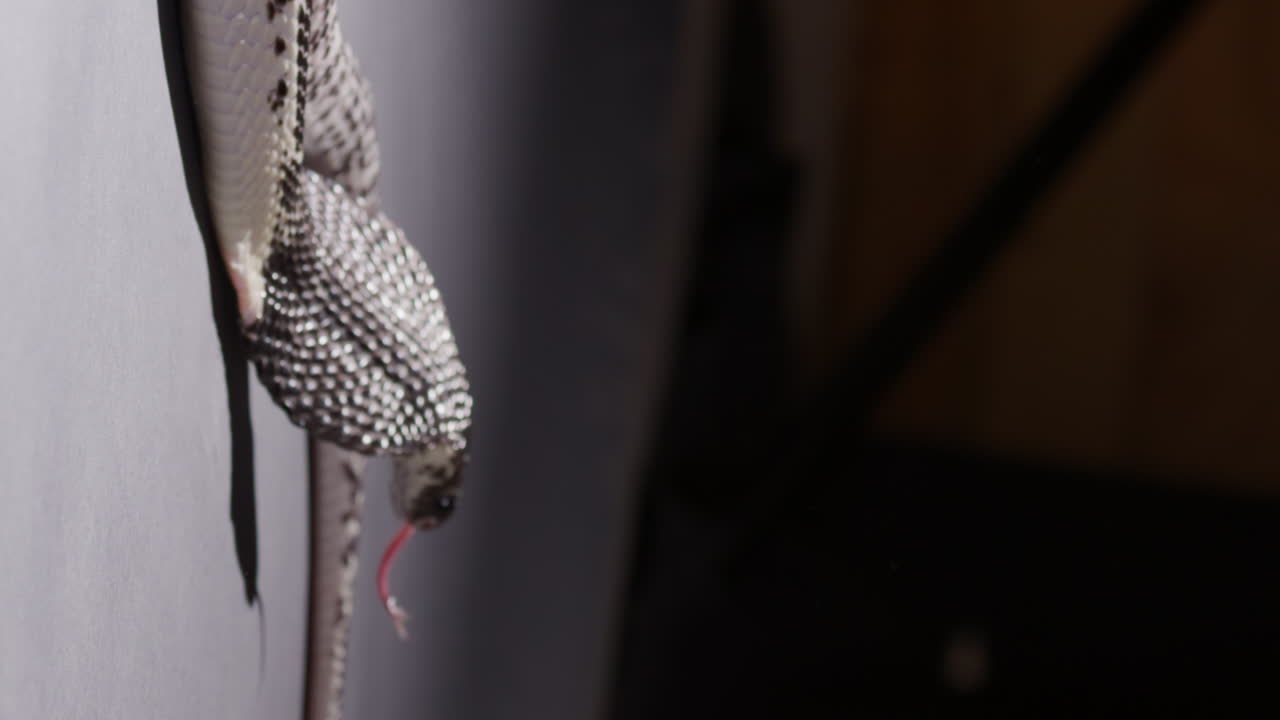 는 코브라 는 주위를 채찍질 하고 혀 를 어 낸다 - 수직