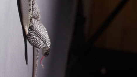 spitting cobra whips around and sticks out tongue - vertical shot