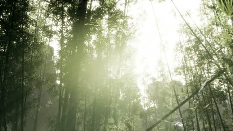 Windy-Tranquil-Arashiyama-Bamboo-Grove