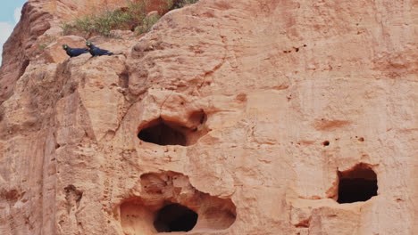 lear's macaw couple on sandstone cliff of caatinga brazil