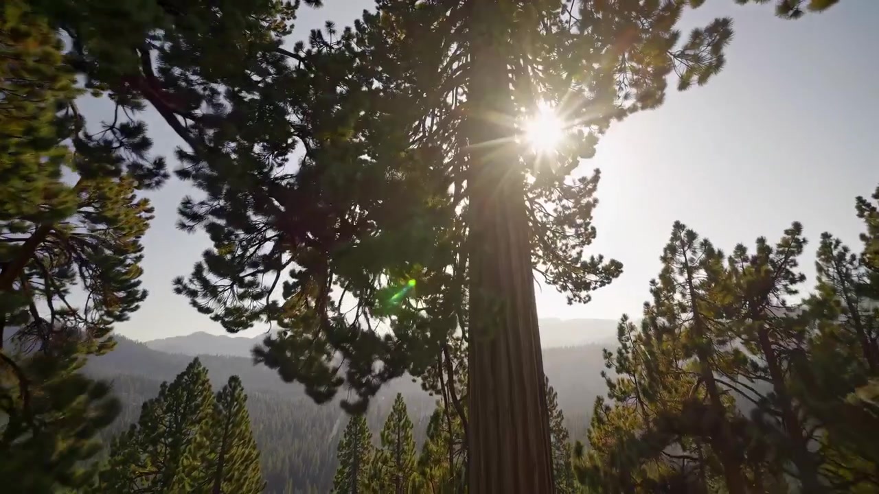 Luce solare che filtra attraverso alti pini in una foresta di montagna