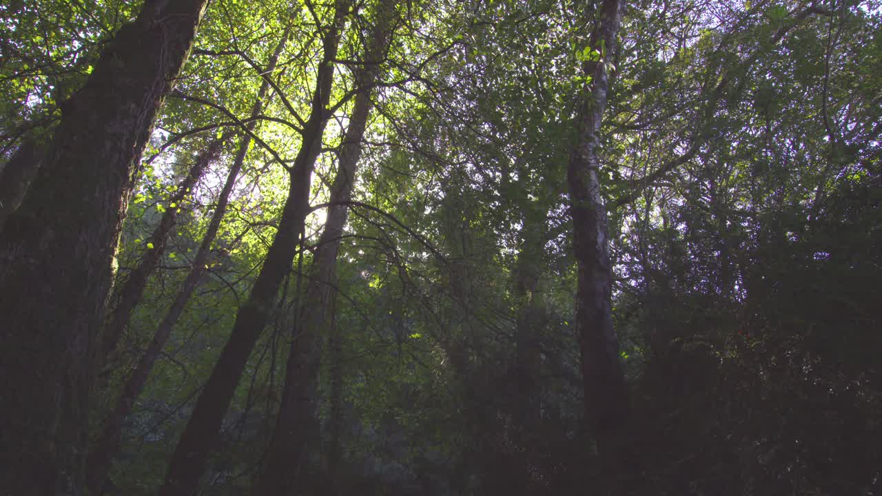 área boscosa pacífica