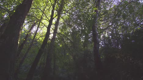 área boscosa pacífica