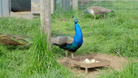 indian common peafowl standing on a grass ground at wildlife park. static shot