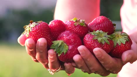 a woman plucked large red strawberries from the garden. demonstration of ripe strawberries, slow motion