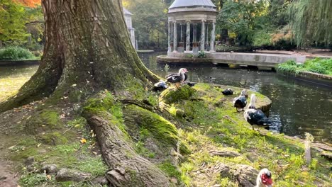 Filming in the Chinescos pond in Aranjuez where ducks appear next to the trunk of a large tree and with the camera hoe we discover the marble temple with columns, it is spectacular