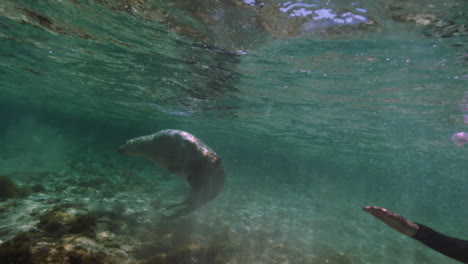 underwater shot of diver exploring underwater world and sea lions