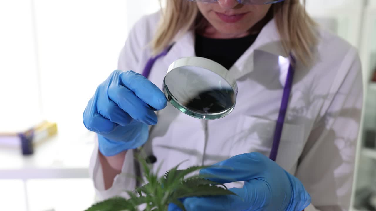 Scientist examining cannabis plant with magnifying glass