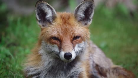 close up of tired fox laying in grass opening and closing its eyes then turning head