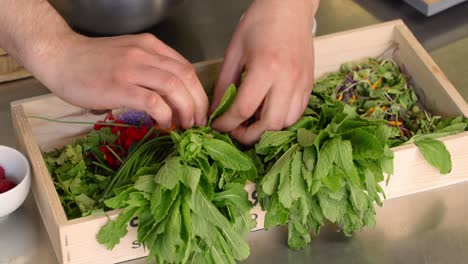 a chef cuts the leaves off fresh herbs