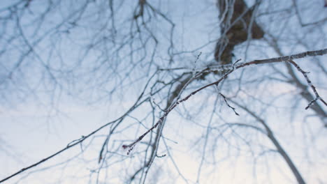 Upward-handheld-POV-shot-of-thin-frozen-tree-branch,-shallow-DOF