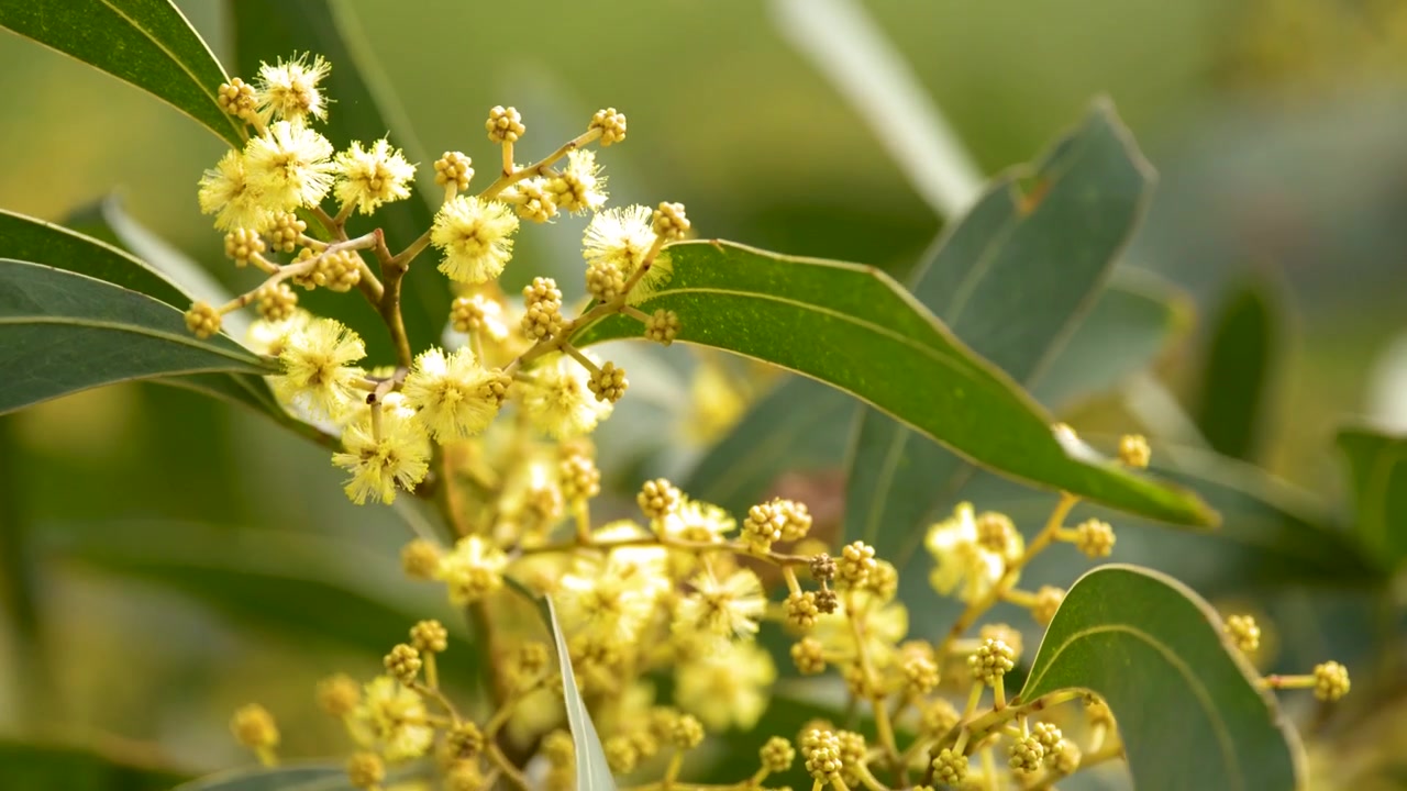 Close-up of Yellow Acacia Flowers Blooming on a Branch