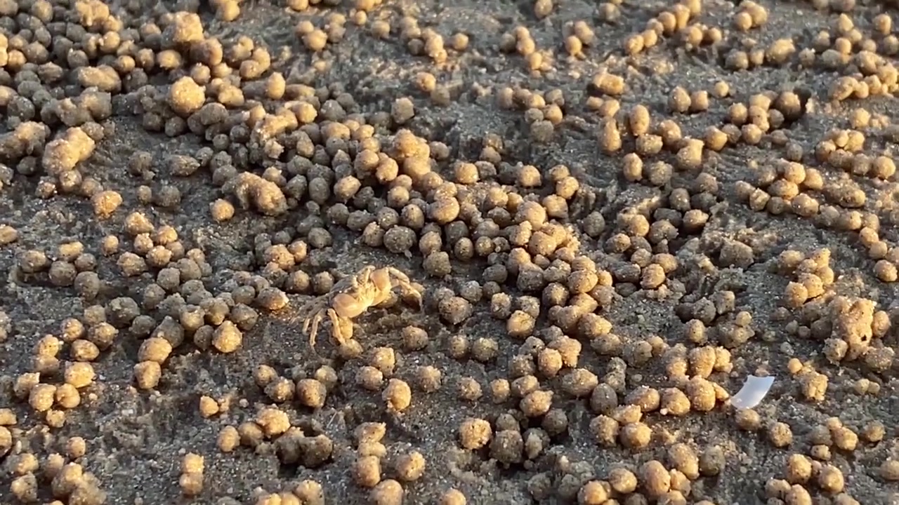 Close-up de um Caranguejo-Bolha-de-Areia Peneirando Areia na Praia