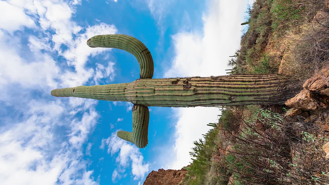 세로 샷 - 미국 애리조나주에 있는 구름과 함께 맑은 푸른 하늘을 배경으로 서 있는 사와로 선인장