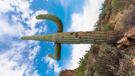 vertical shot - saguaro cactus standing against sunny blue sky with clouds in arizona, usa