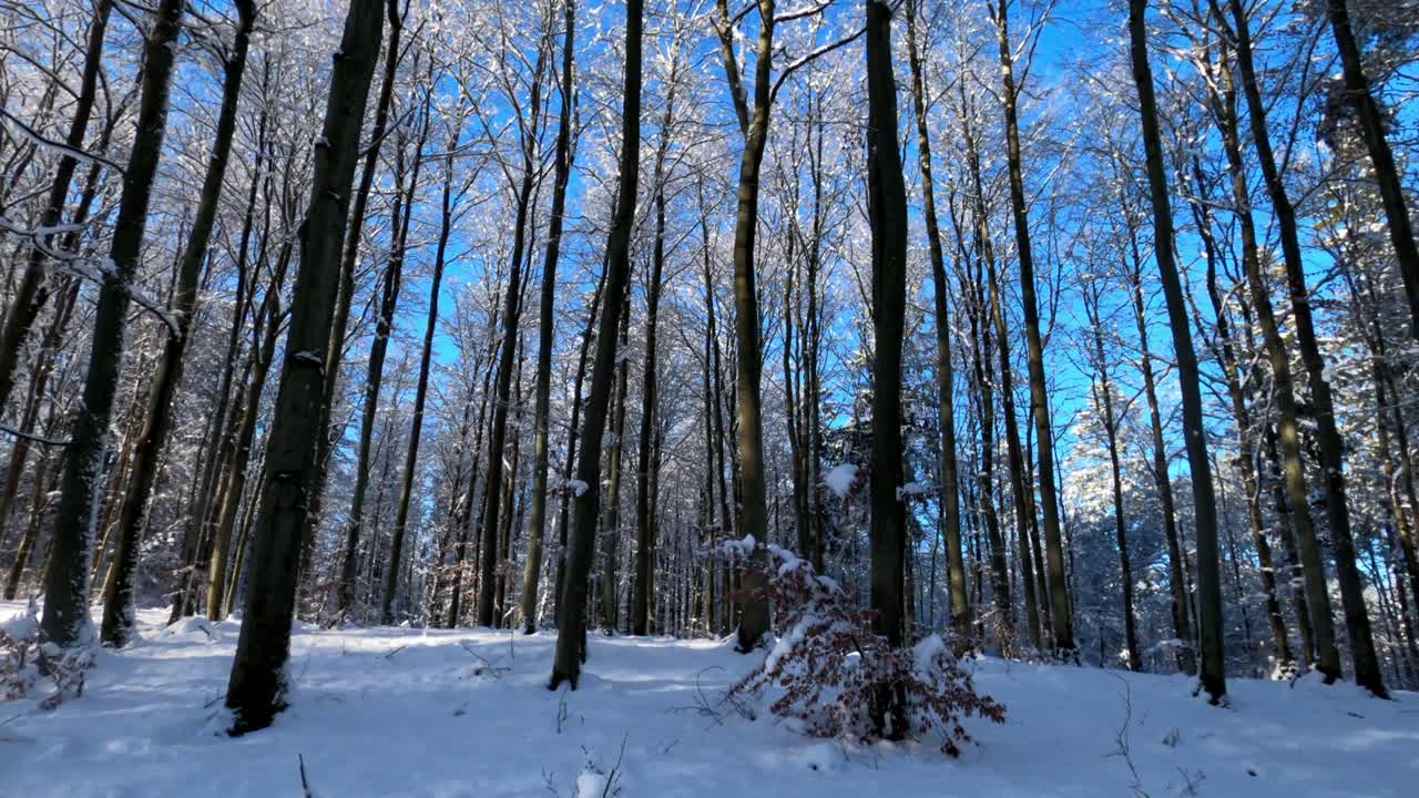 Walking in a snowy forest, side view of trees during winter, cold day