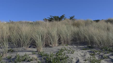 Tussock-grass-in-sand-dune-sways-gently-in-breeze-on-a-beautiful-winter's-day---New-Brighton-Beach,-New-Zealand