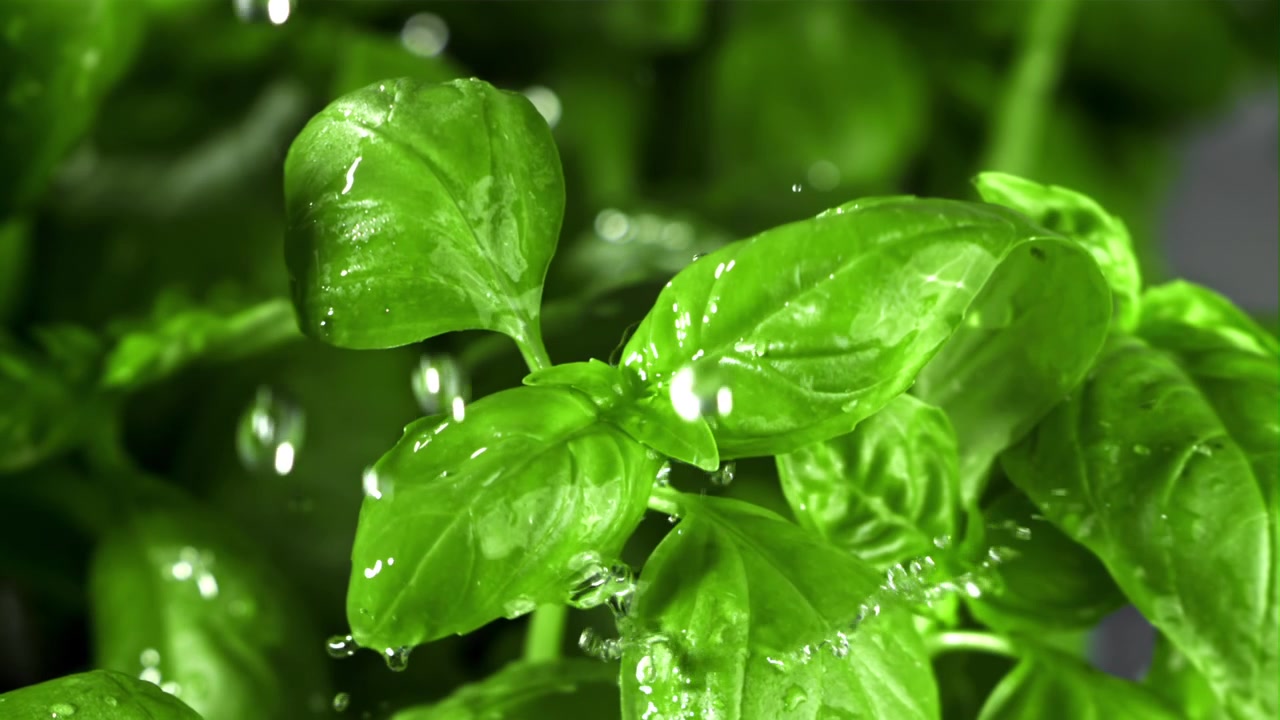 Gocce d'acqua che cadono su foglie fresche di basilico verde.