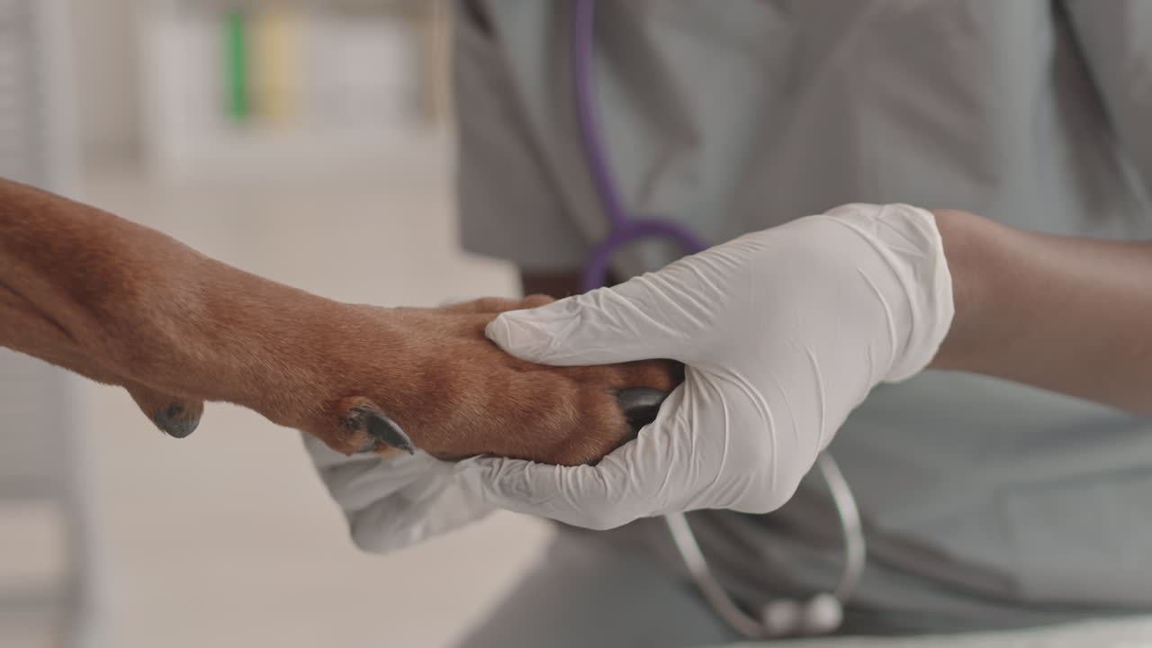 veterinario que examina la pata del perro