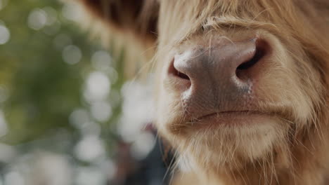 nose of a domestic brown bull, close-up