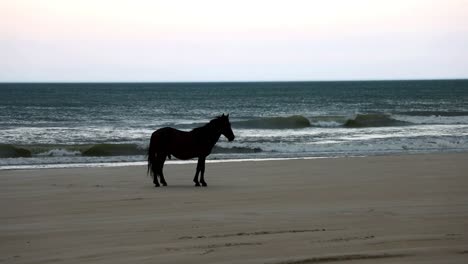 Zeitlupenansicht-Des-Wilden-Hengstes,-Der-Am-Strand-Steht,-Mit-Wellen,-Die-Im-Hintergrund-Mit-Hellem-Sonnenaufgangshimmel-Zusammenbrechen