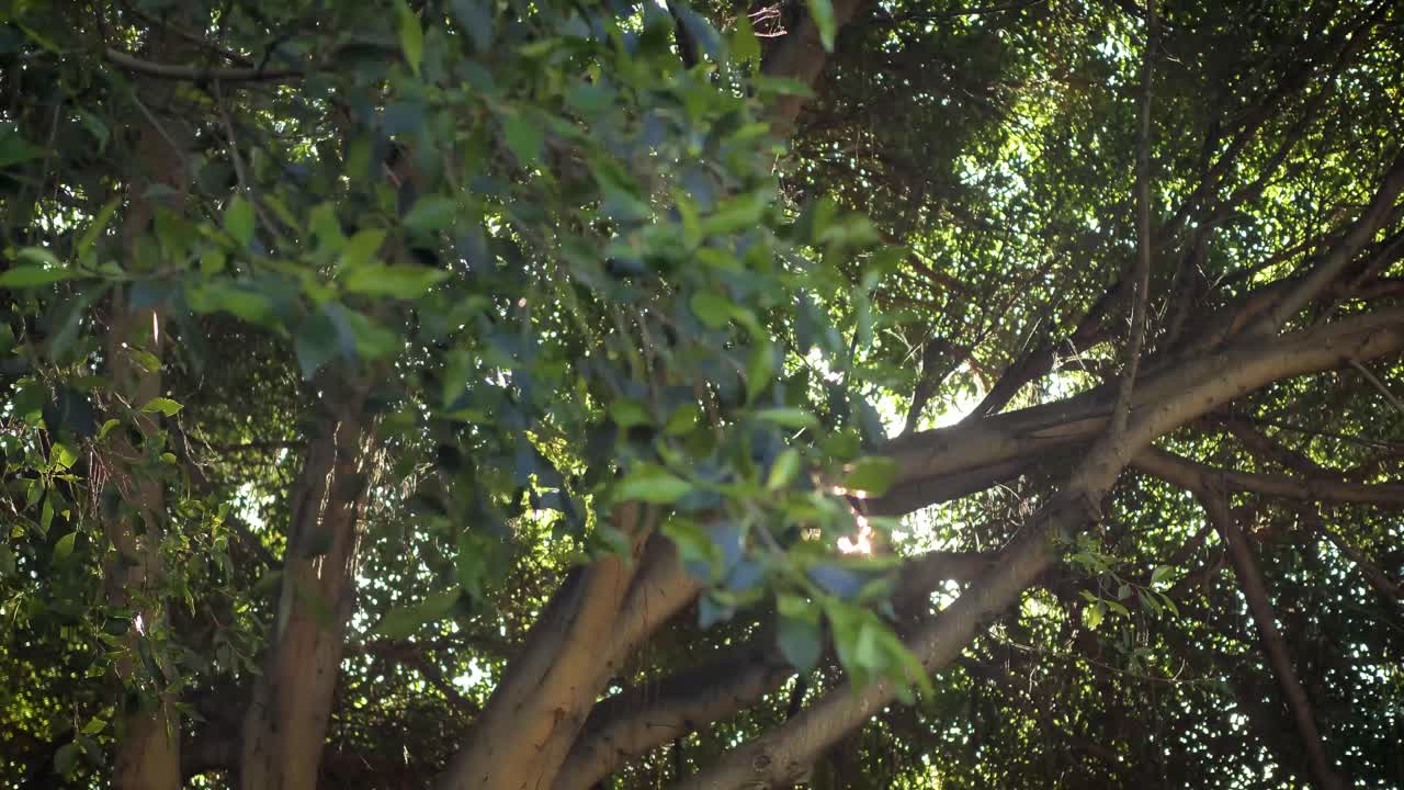 숲 캐노피를 올려다보는 숲 속 산책과 나뭇가지와 잎사귀를 통해 엿보는 햇빛으로 테네리페 탐험