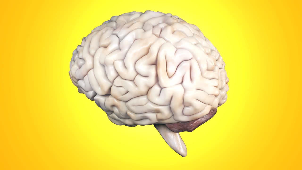Realistic human brain rotating.